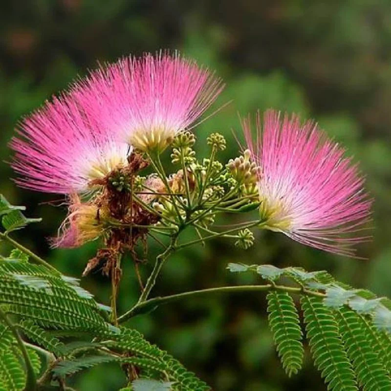 和。 欢苗庭院和。欢盆栽植物耐寒多年生芙花苗