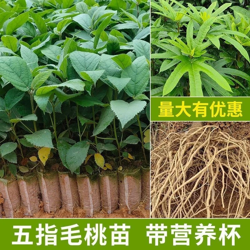 广西发货正宗五指毛桃苗中药材苗四季种植苗带土带叶高产二年丰收
