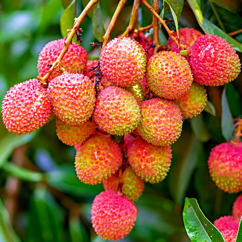 【正宗荔枝树苗】盆栽地栽阳台庭院种植无核 荔枝苗果树苗