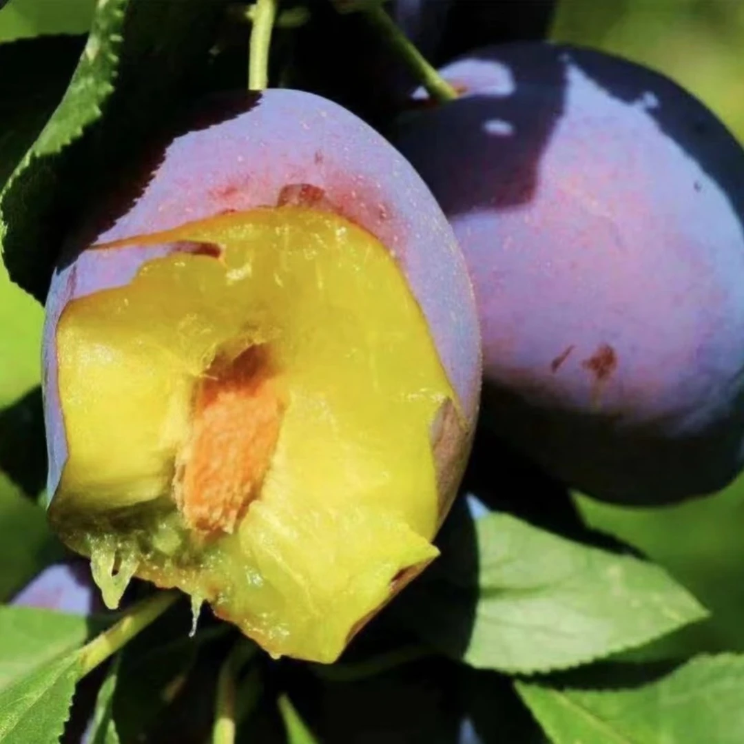西梅女神李子树苗庭院植物盆栽地栽阳台庭院西梅李苗果树苗