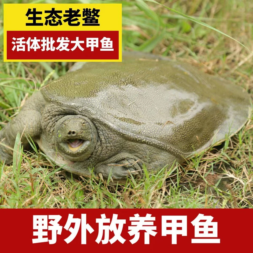 5只外塘大甲鱼 共6-5斤生猛外塘甲鱼外塘中华鳖青背水鱼包活到家