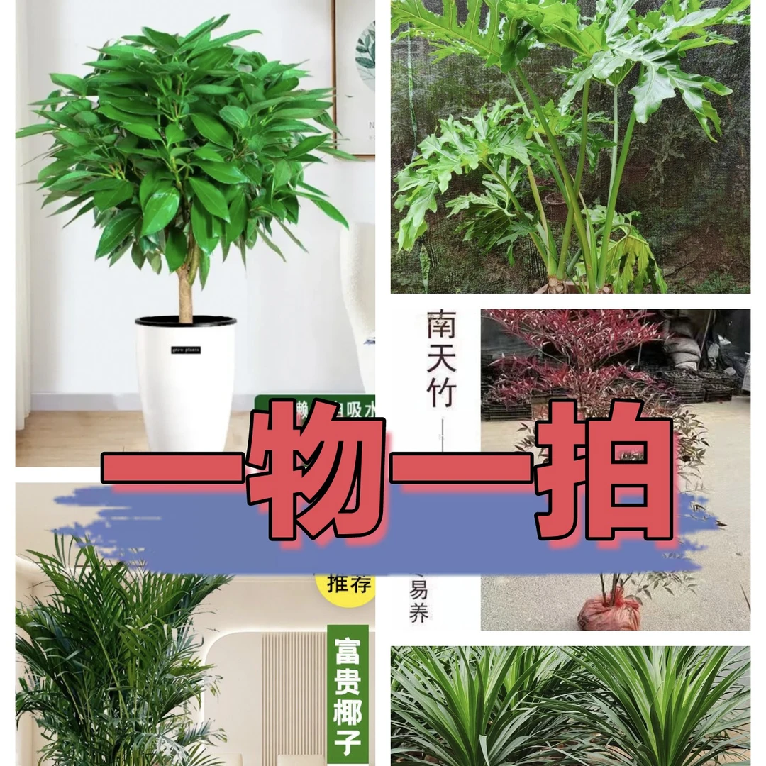 平安树,龙血树,春雨等室内网红绿植室内好养绿植