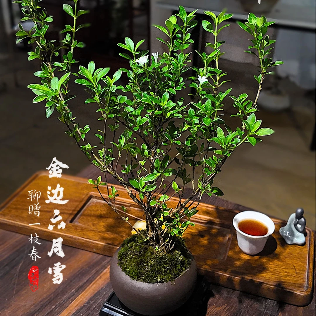 六月雪盆景老桩室内庭院花卉造型阳台窗台盆栽客厅绿植好养美观