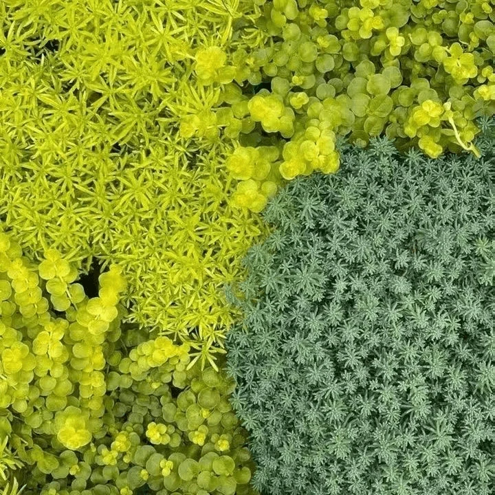 薄雪万年草中华景天红景天过路黄黄金佛甲草珍珠草金莎蔓植物花镜