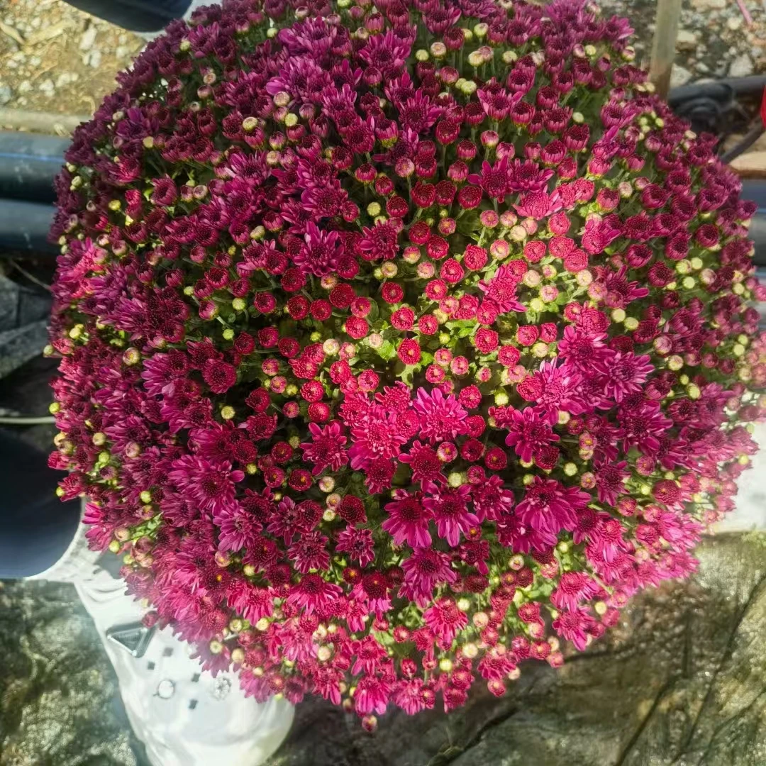 [紫千红}球菊千头菊盆栽带花苞四季开花室内外阳台耐寒