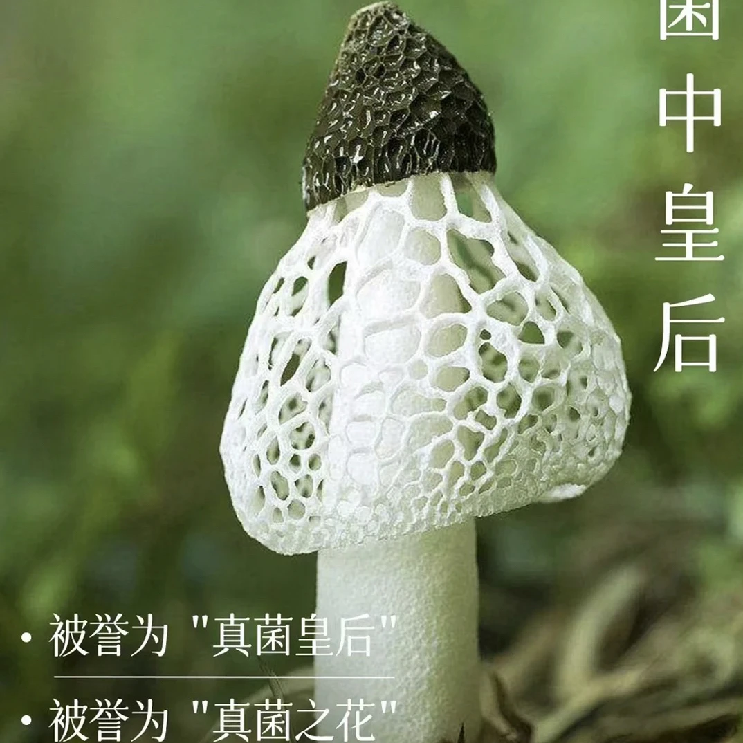 山货干竹荪【精选】