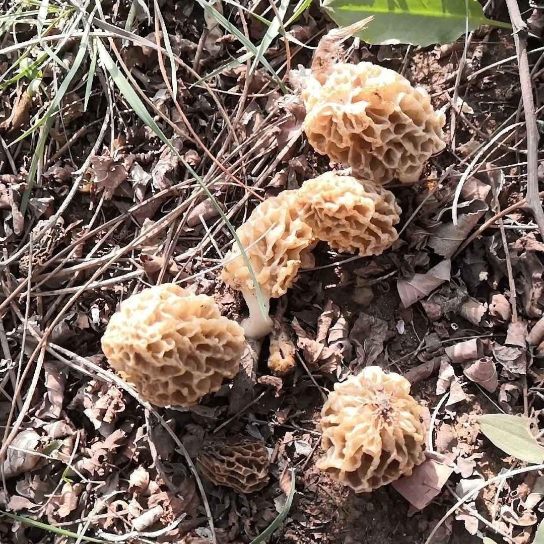 山货新鲜羊肚菌【优选】