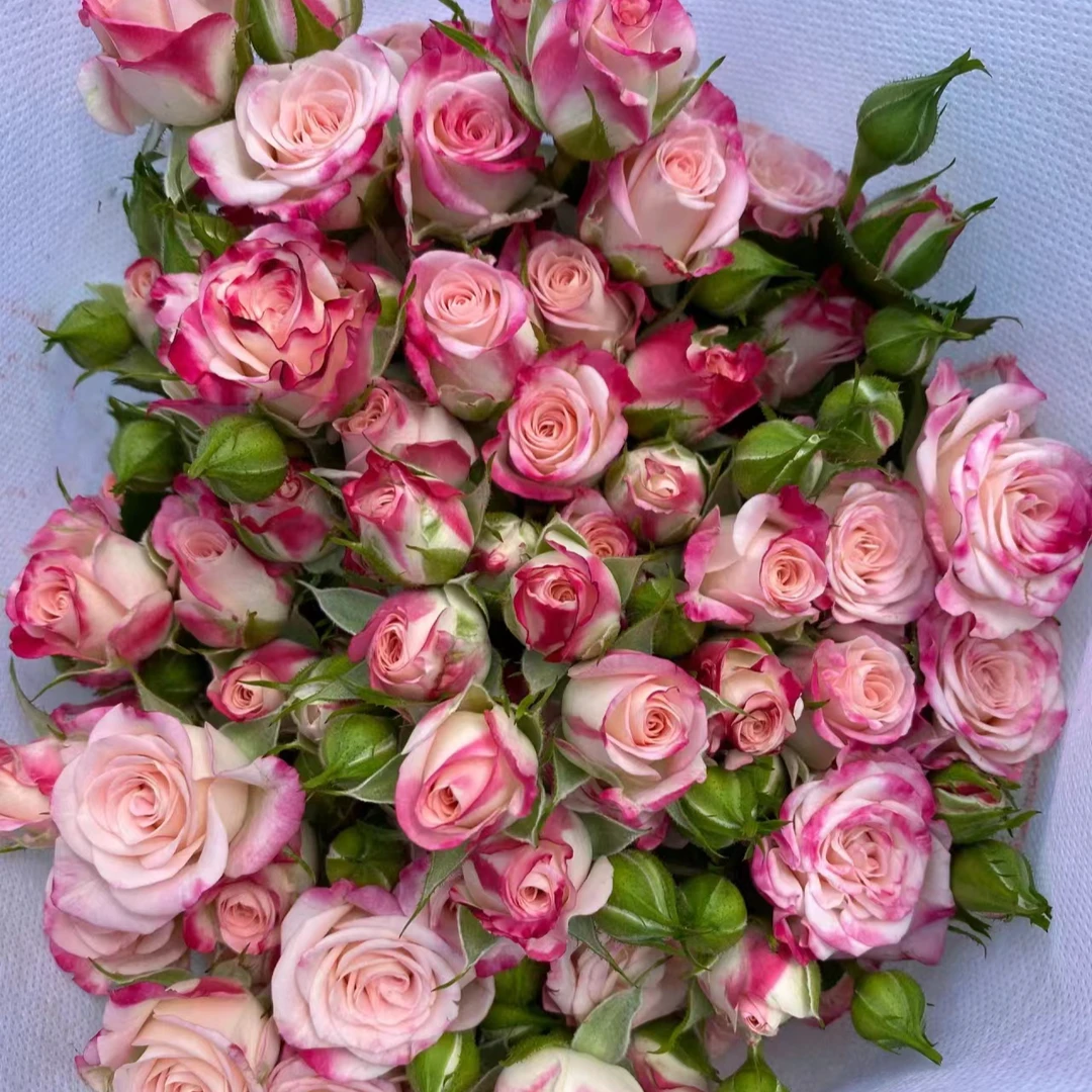 【折射多头泡泡10支】零度请拍保温棉，冷云南优质鲜花基地直发