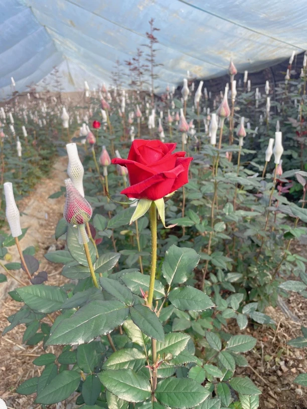 黑魔术20枝。。。。。