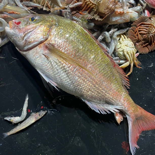 彬哥Bingo台州温岭海鲜 真鲷 放血冰鲜刺身级 1000g/条起