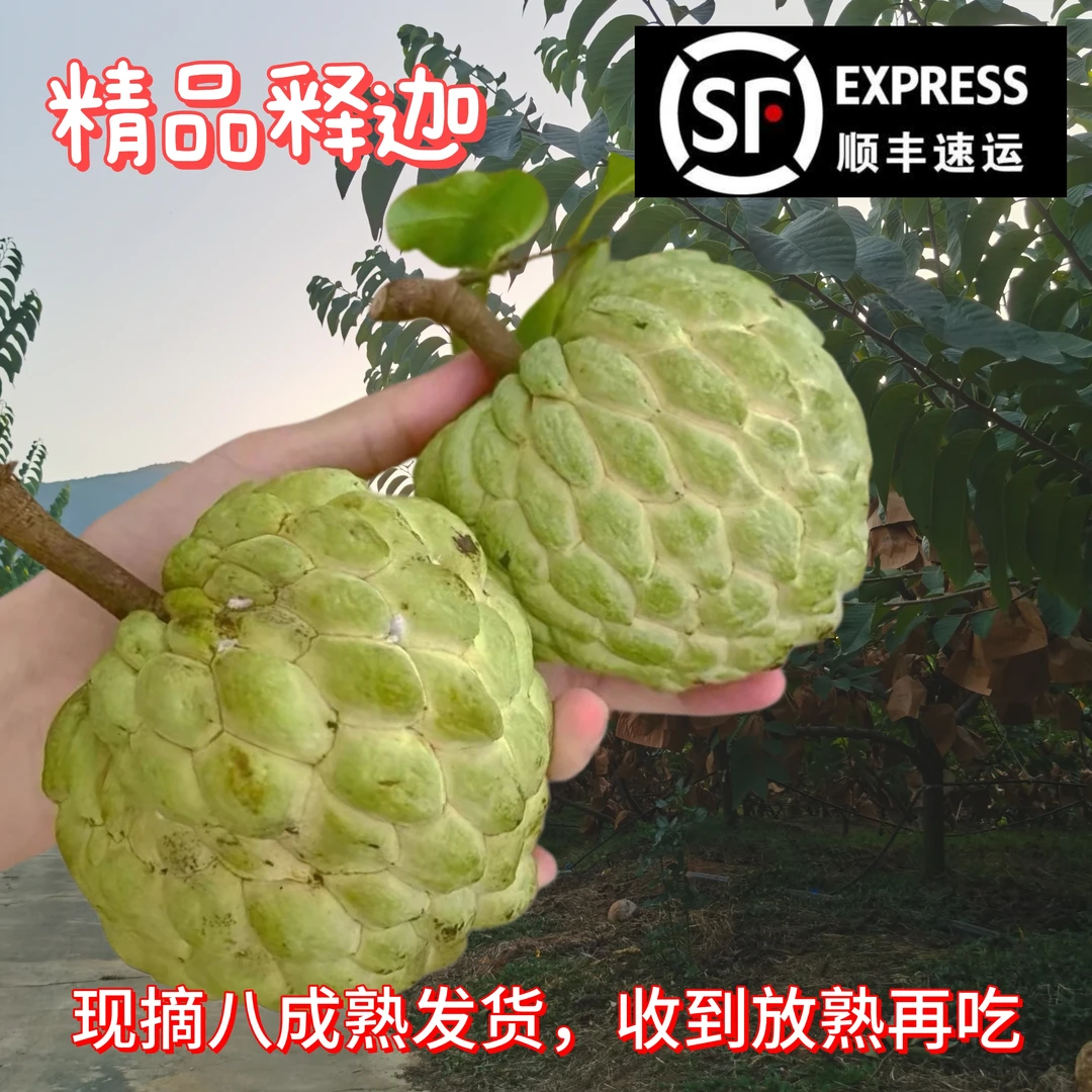 【顺丰快递】林檎释迦果，现摘八成熟发货，收到放熟再吃