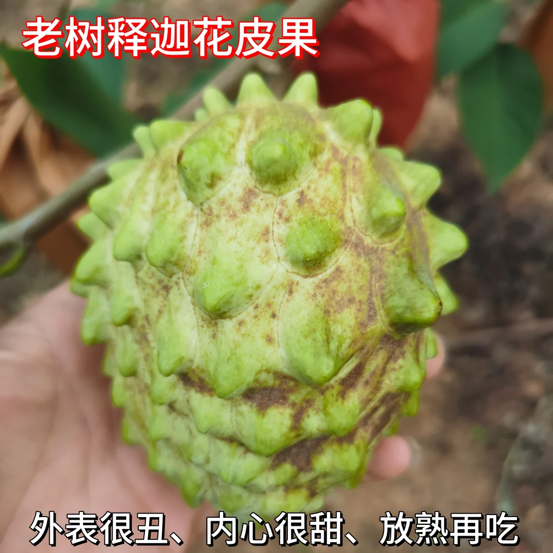 老树释迦花皮果，外表很丑内心很甜，放熟再吃