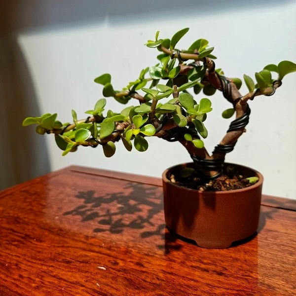 办公室绿植室内盆景植物桌面客厅净化绿植四季常绿盆景观景植物