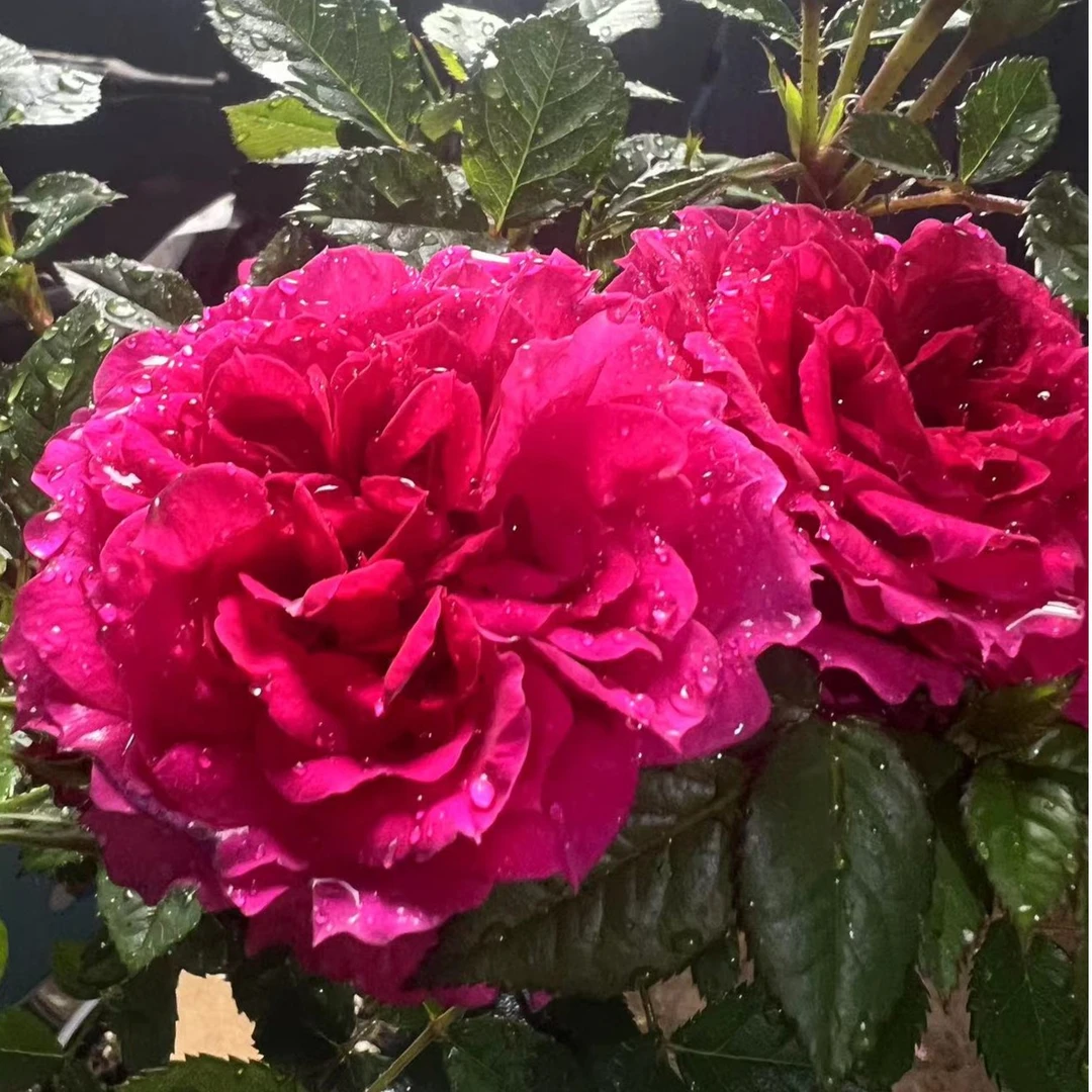 顺丰包邮！ 【高杆】欢乐阳台棒棒糖月季花