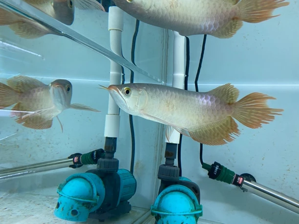 印尼红龙鱼纯正血统大湖短身红龙鱼