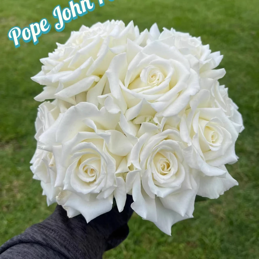 保罗二世月季四季开花大花浓香勤花抗病白色玫瑰3加修剪发货