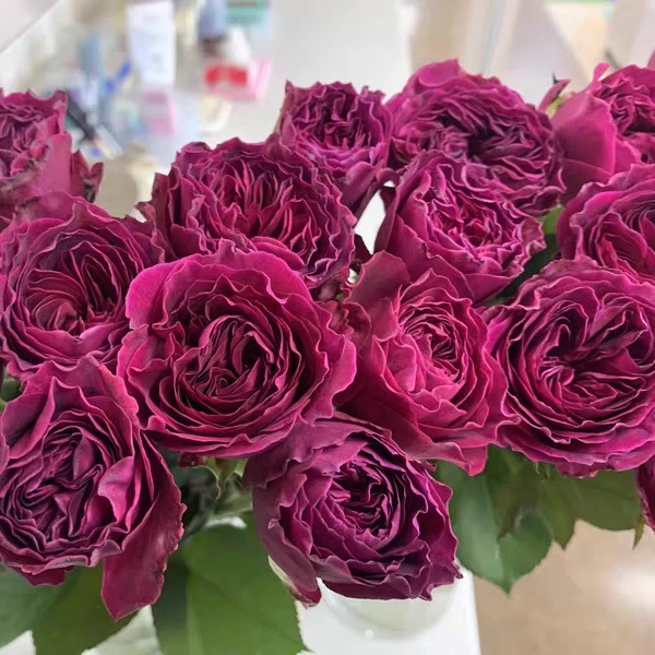 蓝莓戒指 日本新品切花玫瑰花苗盆栽阳台月季强香3加修剪发货