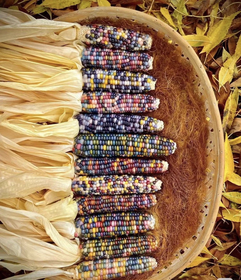 七彩宝石文玩玉米10