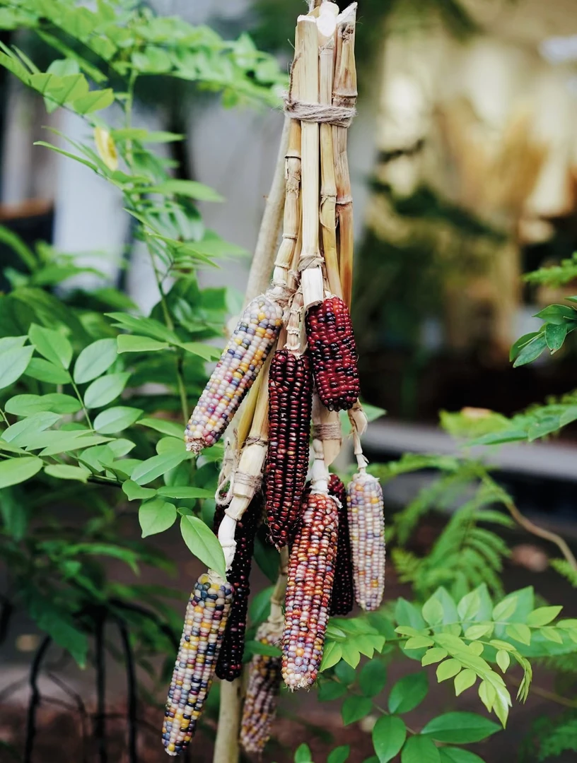 七彩宝石文玩玉米3