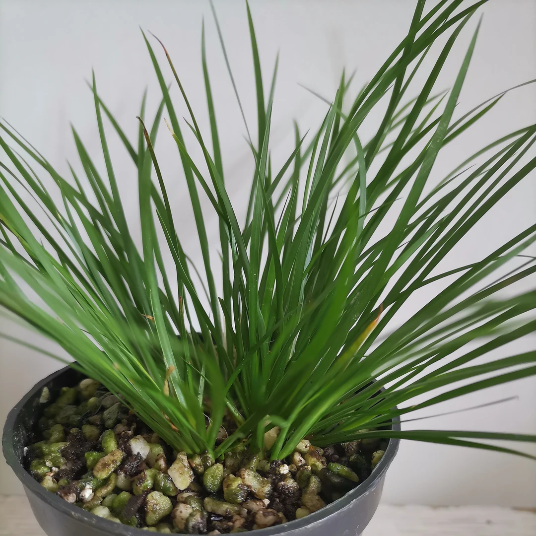 基地菖蒲迷你文人草微型植物小型室内养护种植简单土培水培东方