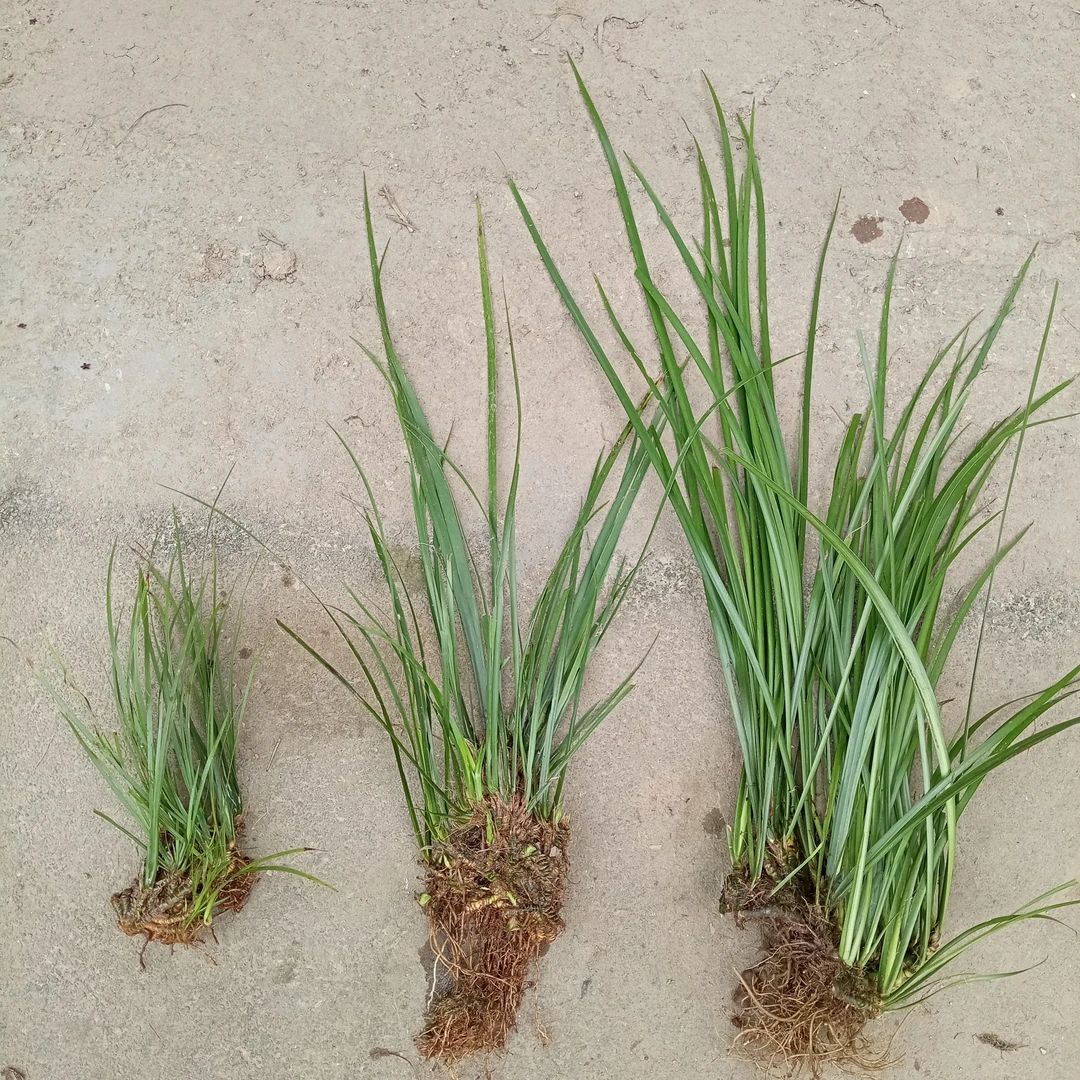 野生石菖蒲老根素材苗土培水养水陆缸造景桌面盆栽水菖蒲鼠尾草