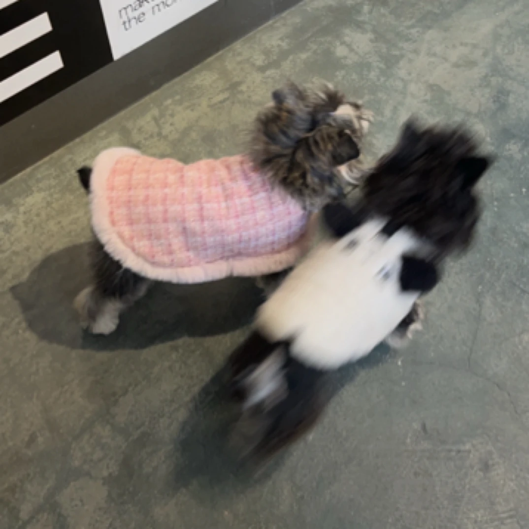 2号宠物衣服默认瑕疵直播过款，No退No换无运费险