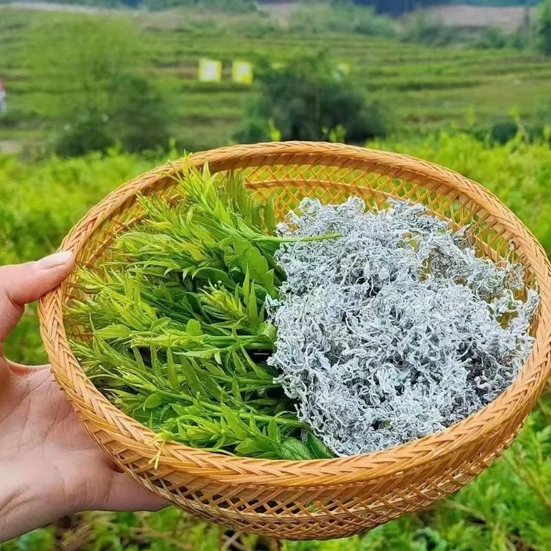 【袁瑞泽推荐】 莓茶 山货。