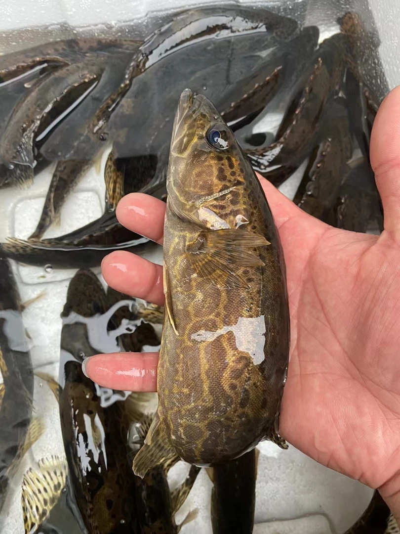 观赏斑鳜 公母搭配 圆筒鳜 斑鳜鱼