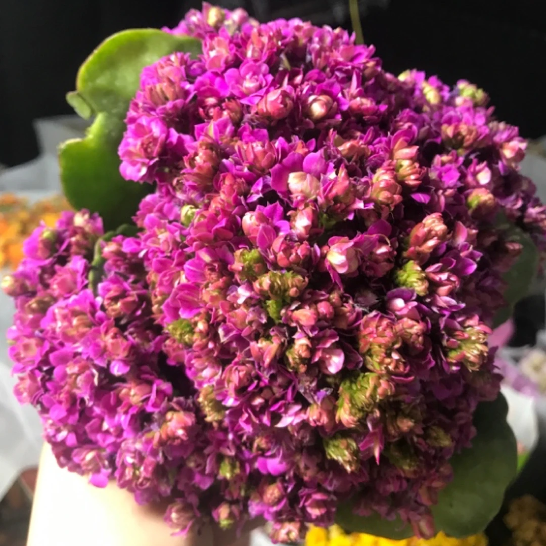 110盆小魔女花(一盆不发)花开紫色