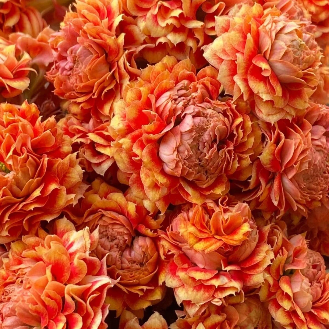 110盆凤栖梧桐花 (一盆不发)
