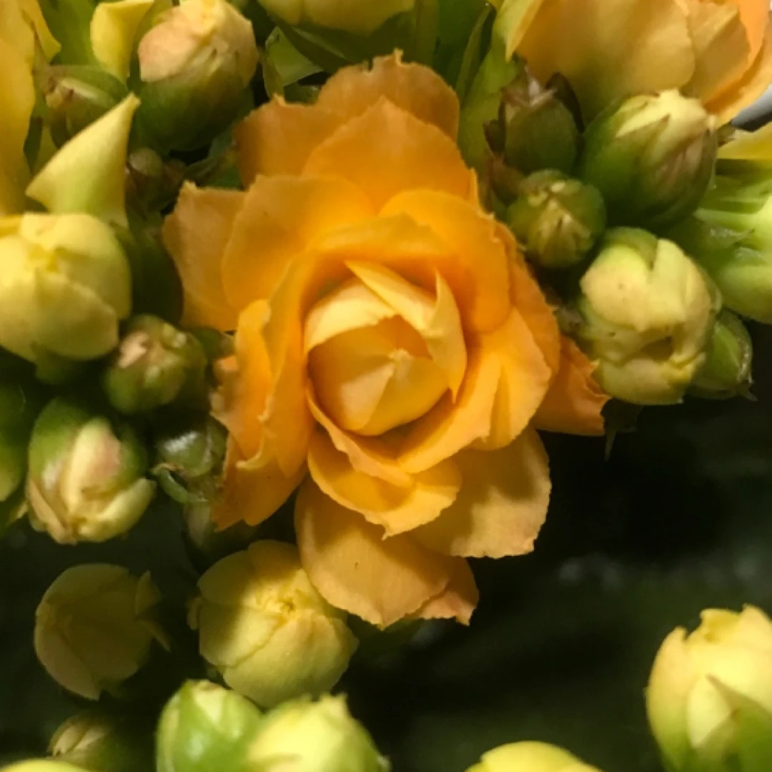 110盆苍穹（一盆不发）开花黄色变色超大花