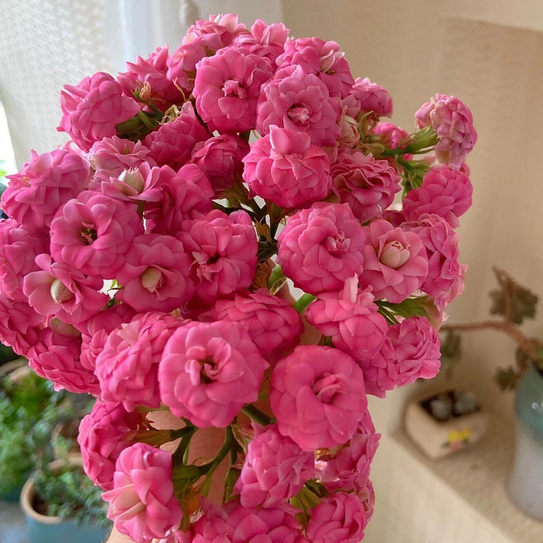 110盆独角兽花（一盆不发）可作为手捧花 鲜切花