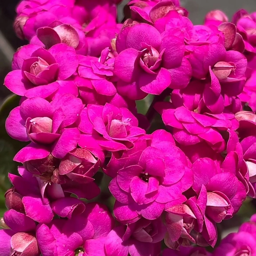 80盆紫巴黎长寿花苗 （一盆不发）紫色大花