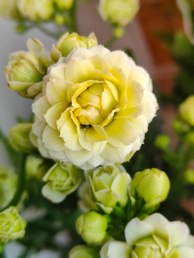 110盆切花阳光白长寿花