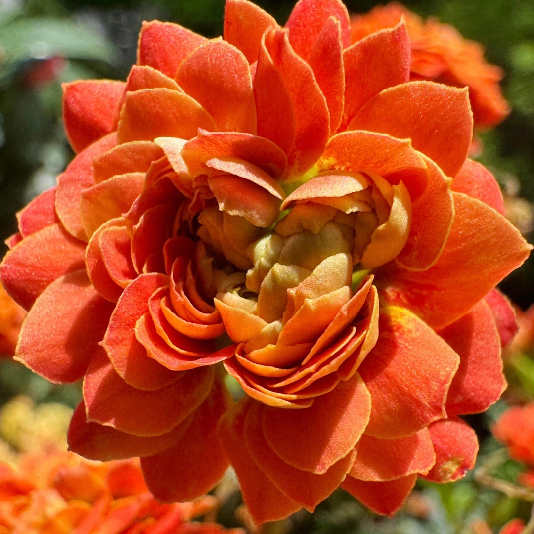 110盆雅典娜花(一盆不发)
