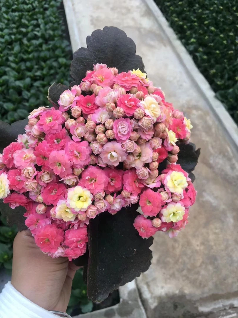 110盆七彩毛绒花（一盆不发）多色变色大花重瓣