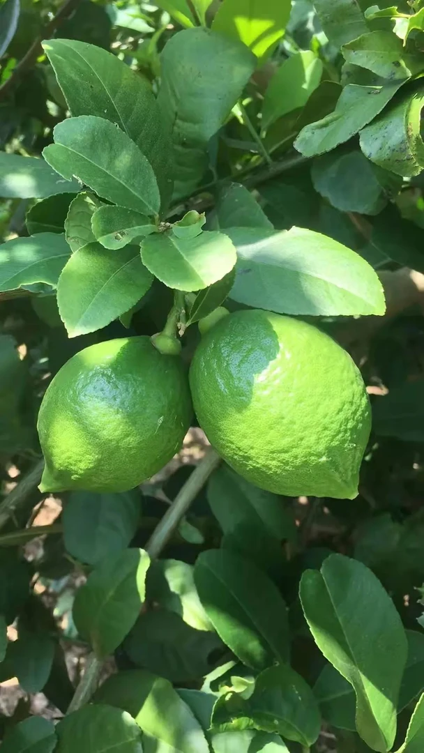 广东本地新鲜香水柠檬A级果