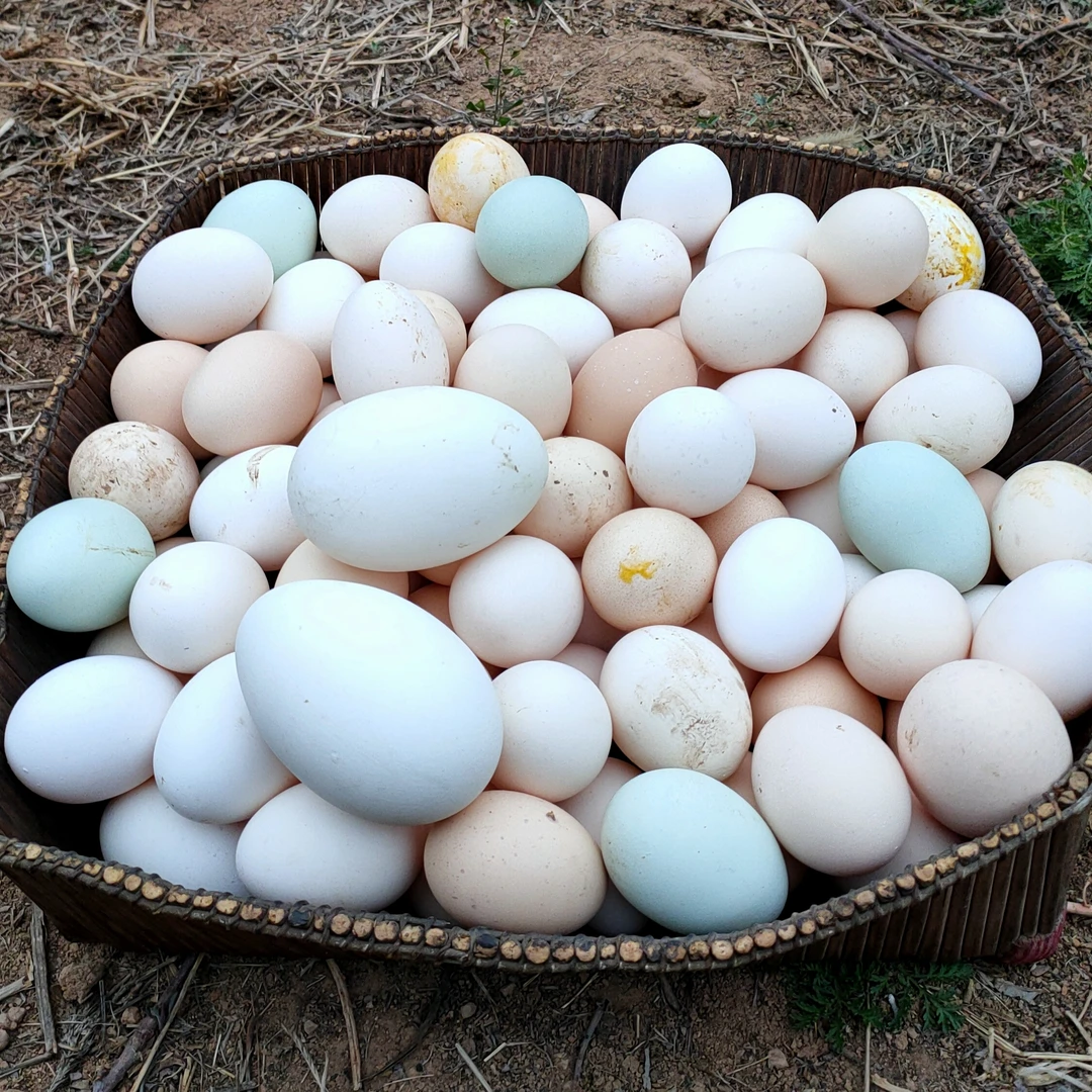 陵川土鸡蛋自家山坡散养吃玉米谷糠农家新鲜晋城特产虫草月子鸡蛋