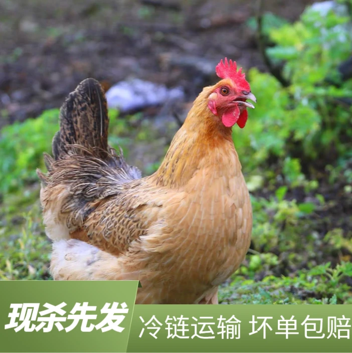 农家散养老母鸡五谷喂养 三只6斤左右 顺丰冷链