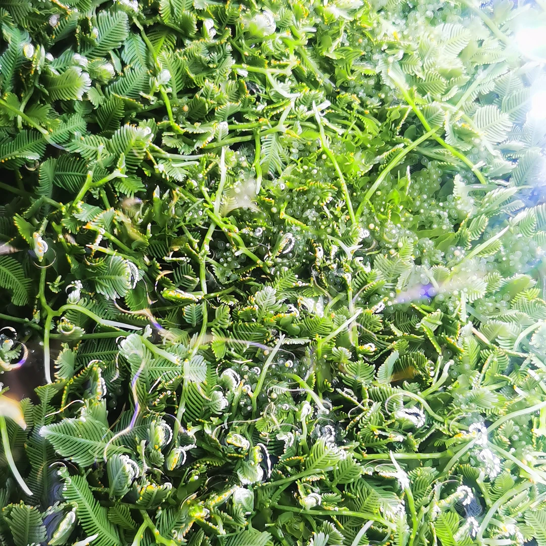 小羽毛藻葡萄藻海藻高等藻海水生物净化海缸水质吸收np水草