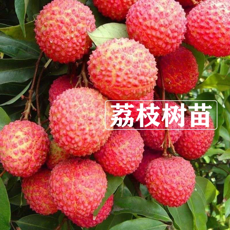 【29.9元3棵荔枝树苗】盆栽地栽南北方阳台庭院种植 果树苗荔枝苗