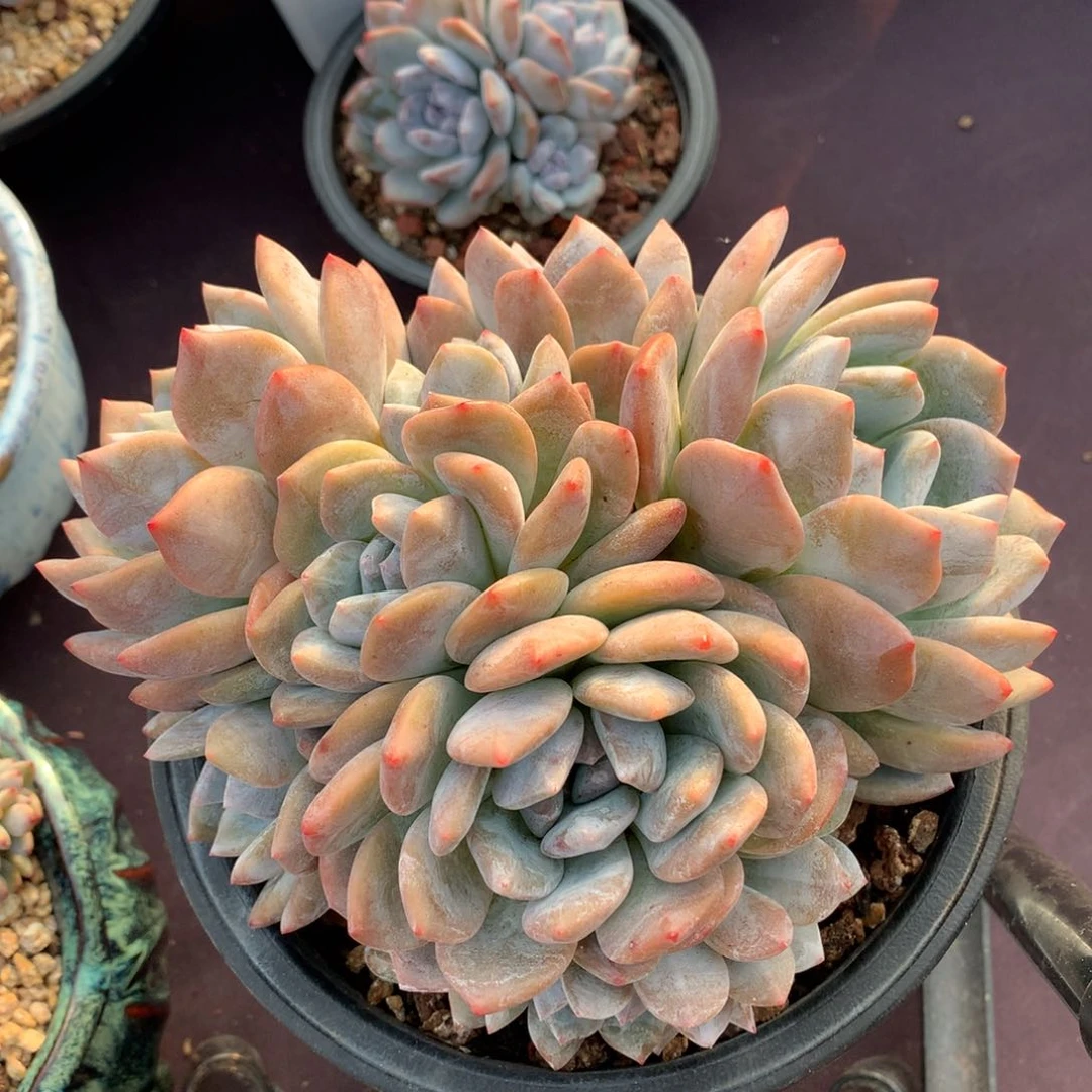 8头带缀。星影群生