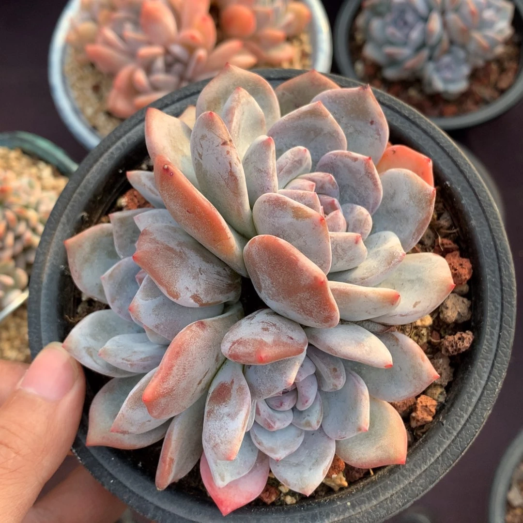 石榴籽星影3头无砍