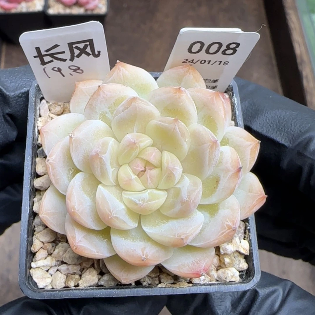 【闪购商品】008长风