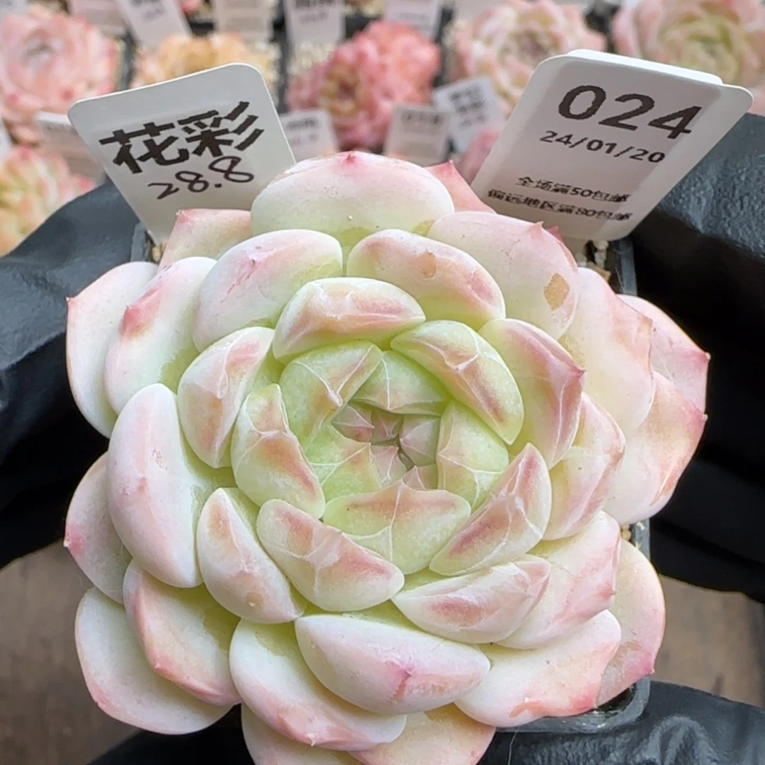 【闪购商品】024花彩