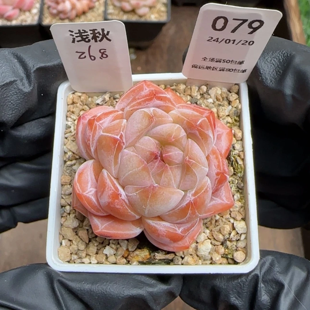 【闪购商品】079浅秋