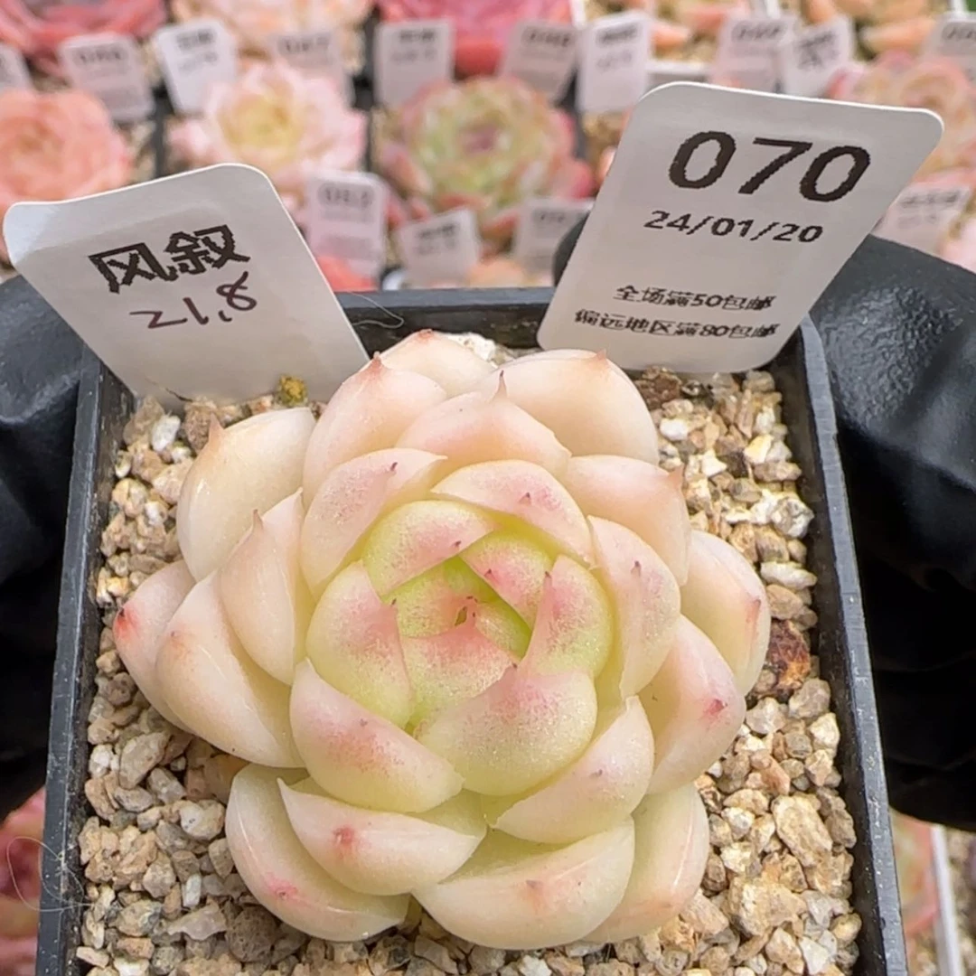 【闪购商品】070风叙
