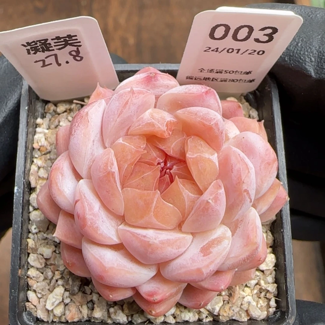 【闪购商品】003凝芙