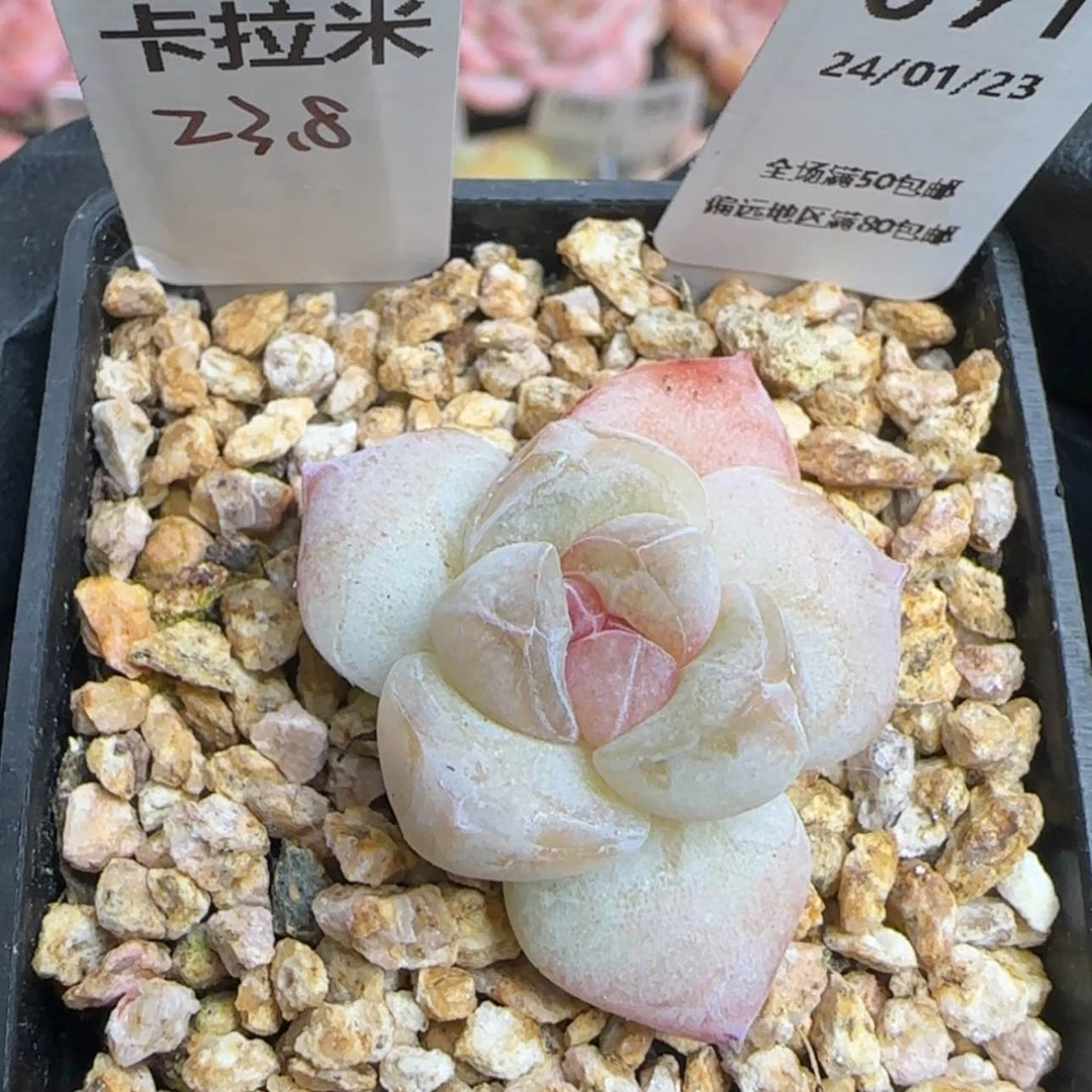 【闪购商品】091卡拉米