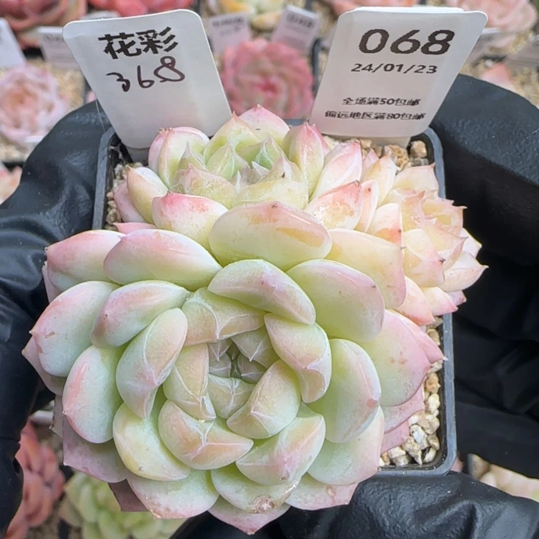 【闪购商品】068花彩